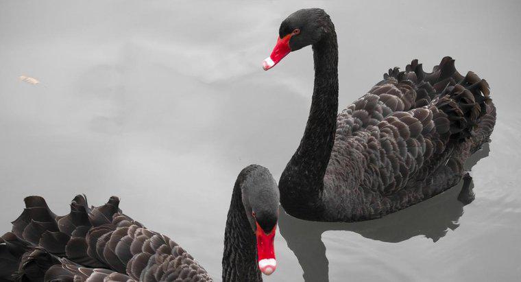 ¿Cuál es el significado de un cisne negro?