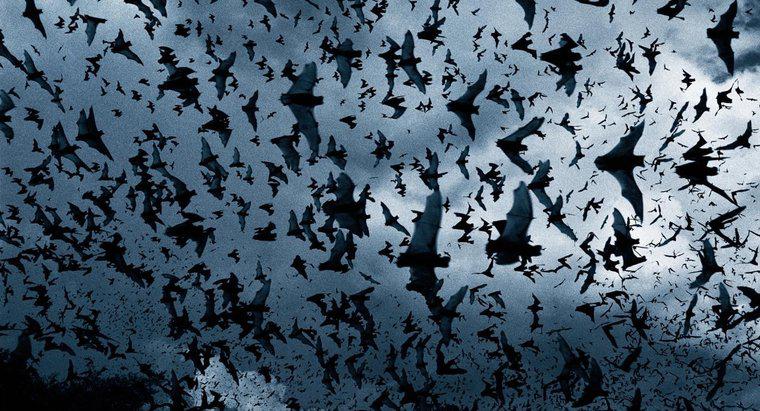 ¿Cómo llamas a un grupo de murciélagos?