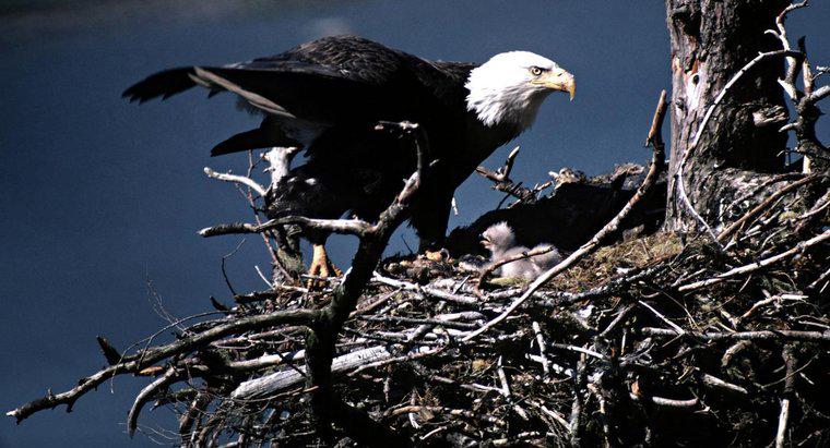 ¿Cómo se reproducen las águilas calvas?