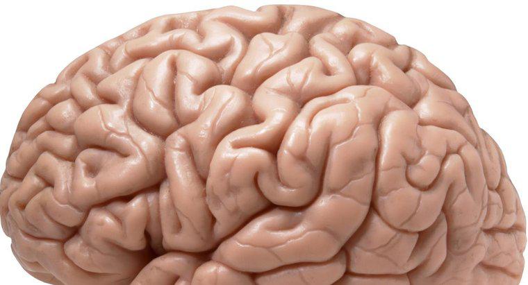 ¿Es el lado derecho del cerebro el lado más importante?