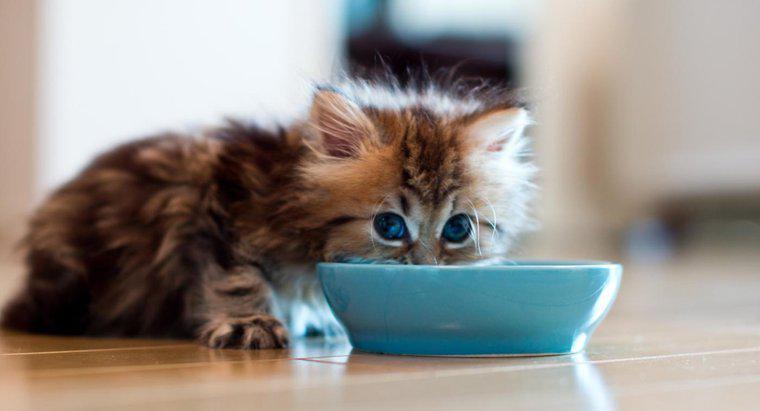 ¿Cuánto tiempo puede vivir un gato sin comida?