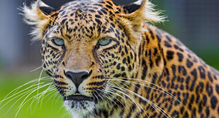 ¿Cuál es la diferencia entre un guepardo y un leopardo?