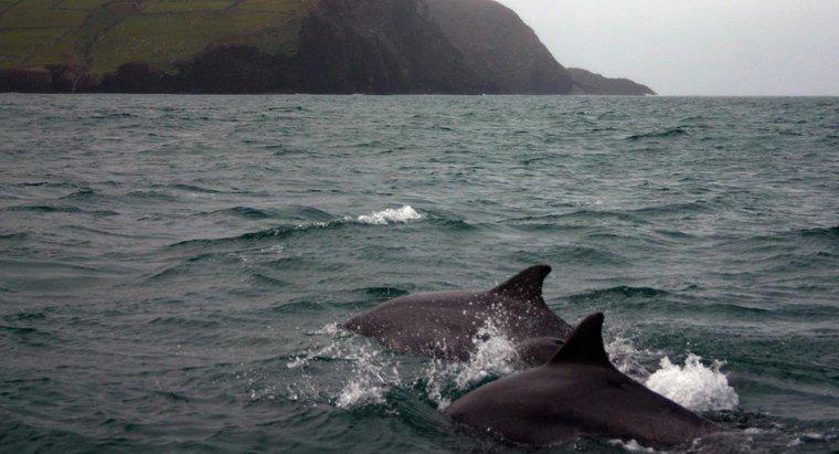 ¿Puedo nadar con delfines en Irlanda?