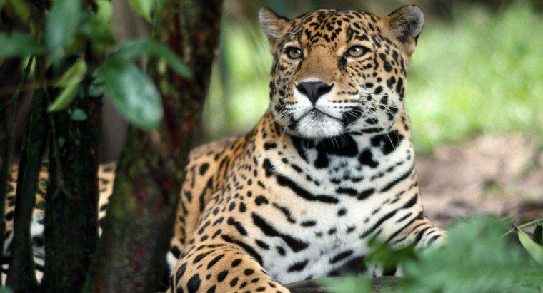 ¿Cómo se protege un jaguar?
