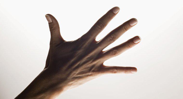 ¿Cuáles son los nombres de los cinco dedos de la mano?