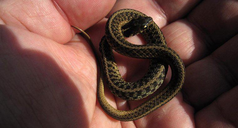 ¿Cómo se llaman las serpientes bebé?