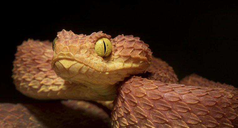 ¿Cuáles son las serpientes más mortales de África?