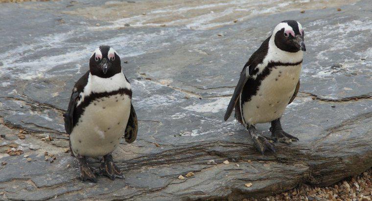 ¿Cuáles son algunos datos interesantes sobre los pingüinos?