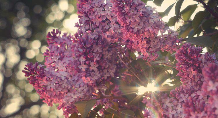 ¿Qué tan rápido crecen los arbustos de lila?