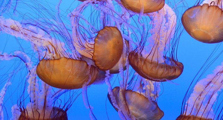 ¿Cómo se clasifican científicamente las medusas?