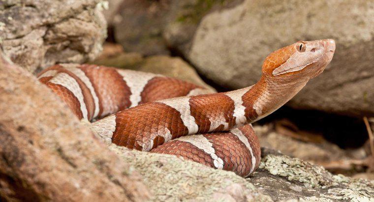 ¿Qué son las serpientes venenosas en Missouri?