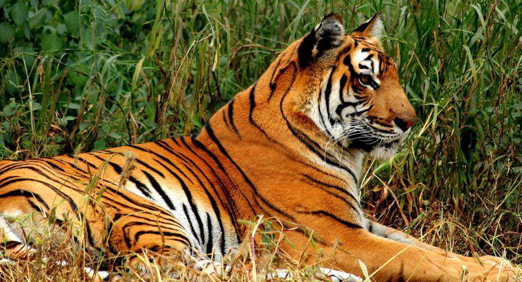 ¿Cuáles son algunos datos interesantes del tigre de Bengala para niños?