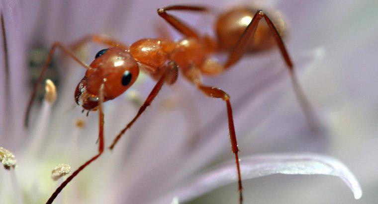 ¿Las hormigas salen en el invierno?