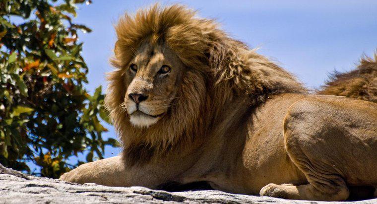 ¿Cuántos leones quedan en el mundo?