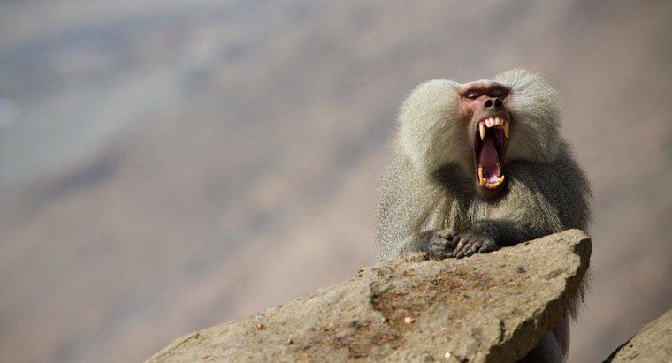¿Cuánto tiempo son los dientes de un babuino?