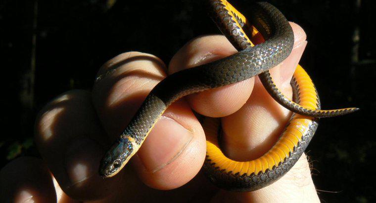 ¿Qué es una serpiente negra con una banda amarilla?
