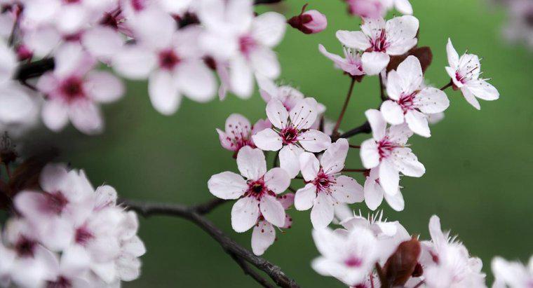 ¿Qué representan las flores de cerezo en los tatuajes japoneses?