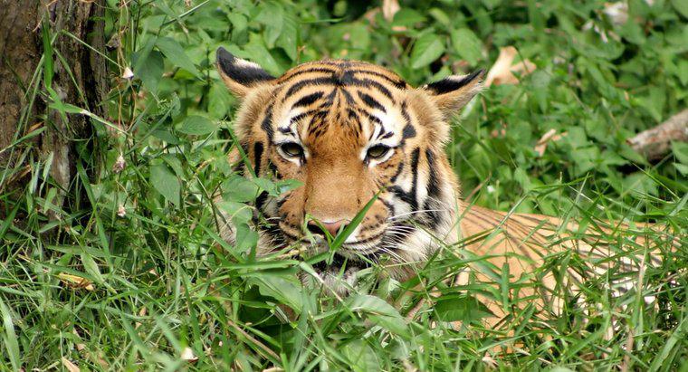 ¿Qué tipo de comida comen los tigres?