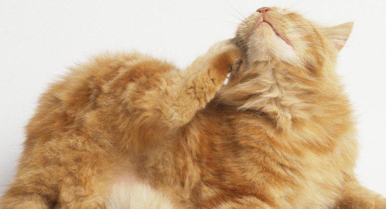 ¿Cuáles son los problemas más comunes de la piel del gato?