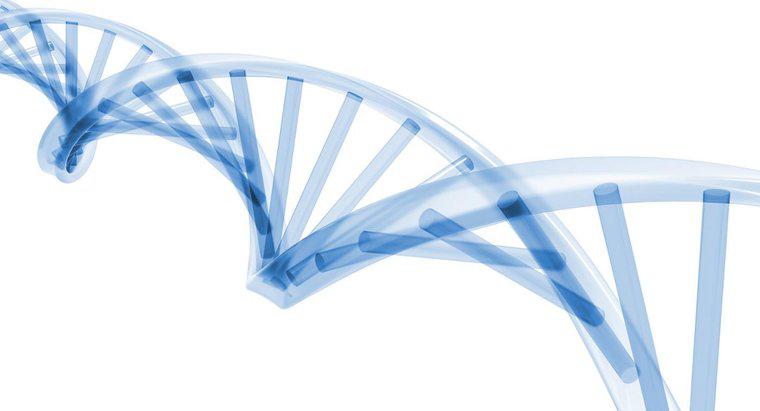 ¿En qué etapa del ciclo celular ocurre la replicación del ADN?