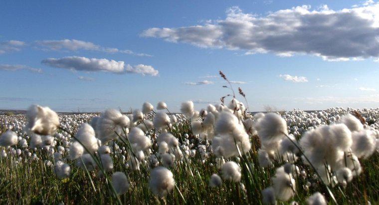 ¿De dónde se originó el algodón?