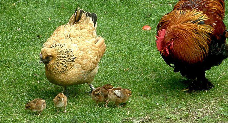 ¿Cómo se embarazan los pollos?