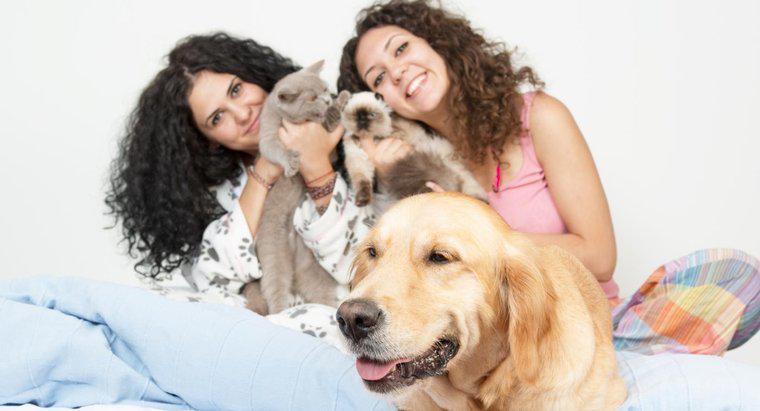 ¿Cuál es el número promedio de mascotas por hogar?