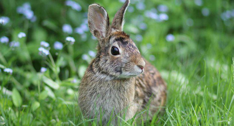 ¿Qué alimentos proporcionan la mayor cantidad de nutrientes para los conejos salvajes?