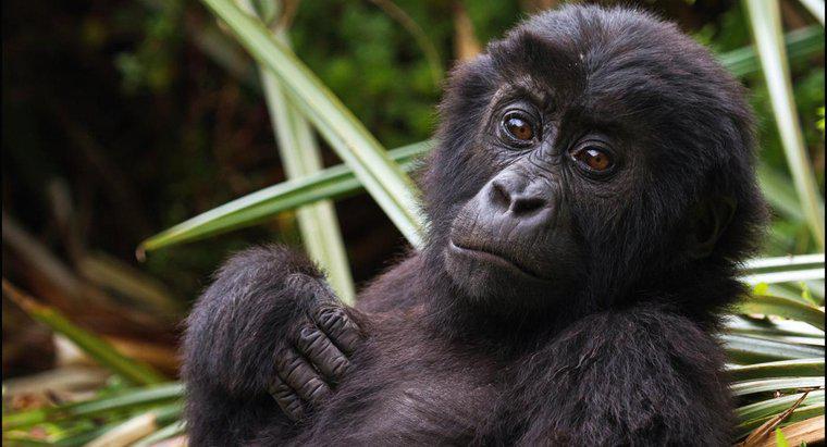 ¿Cuál es el nombre científico del gorila?