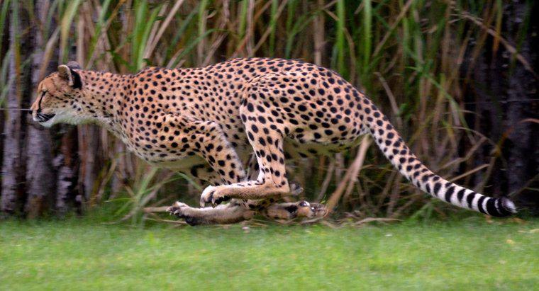 ¿Qué tan rápido corre un jaguar?