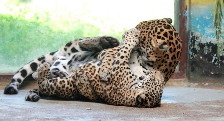 ¿Los jaguares tienen depredadores?