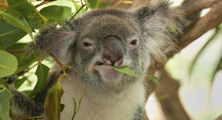 ¿Qué come un koala?