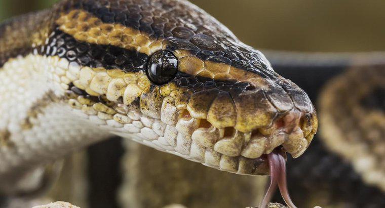 ¿Son todas las serpientes venenosas?