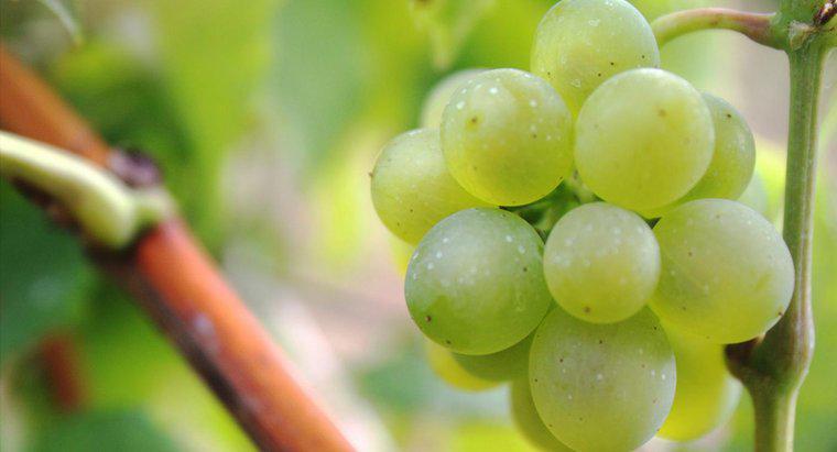 ¿Cuánto tiempo se mantienen frescas las uvas?