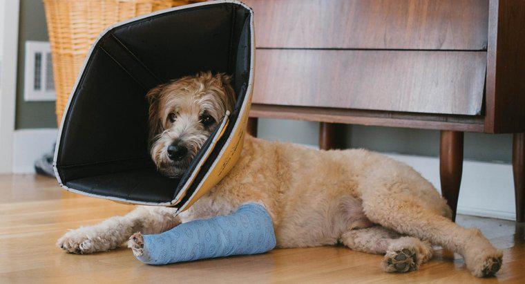 ¿Cómo puedes saber si tu perro tiene una pierna rota?
