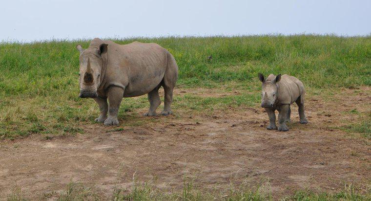 ¿Cuánto pesa un bebé rinoceronte?