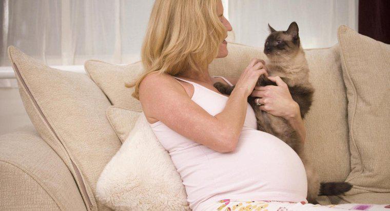 ¿Pueden los gatos sentir el embarazo en humanos?