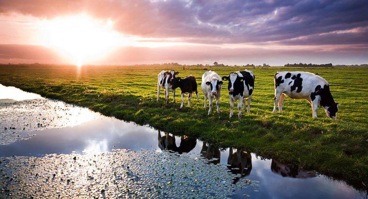 ¿Cuánta agua bebe una vaca en un día?