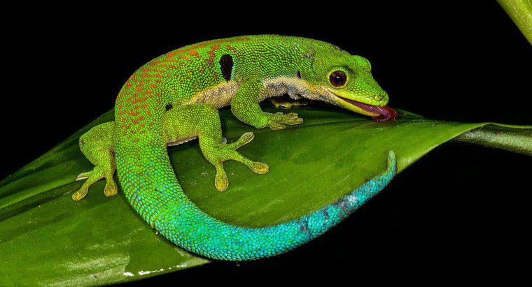 ¿Cuál es la vida útil de un lagarto?