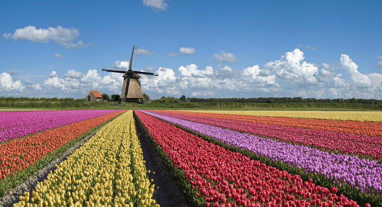 ¿Por qué los Países Bajos son famosos por?