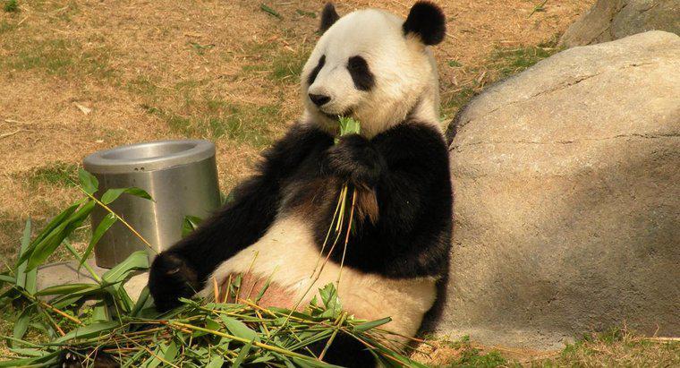 ¿Cuánto tiempo viven los pandas gigantes?