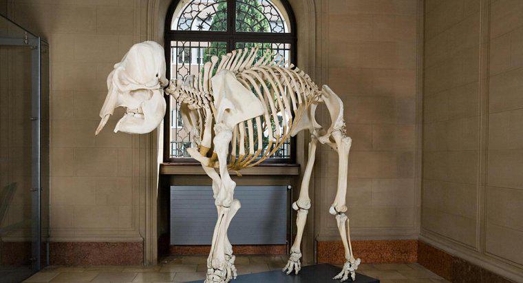 ¿Cuántos huesos hay en un esqueleto de elefante africano?