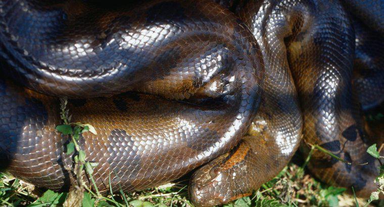 ¿Cómo matan las anacondas a sus presas?