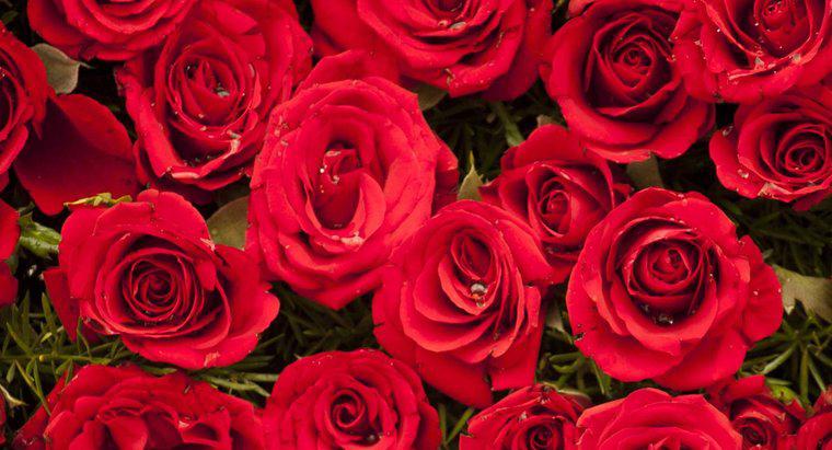 ¿Cuál es el mejor poema del día de San Valentín que insulta "Las rosas son rojas"?
