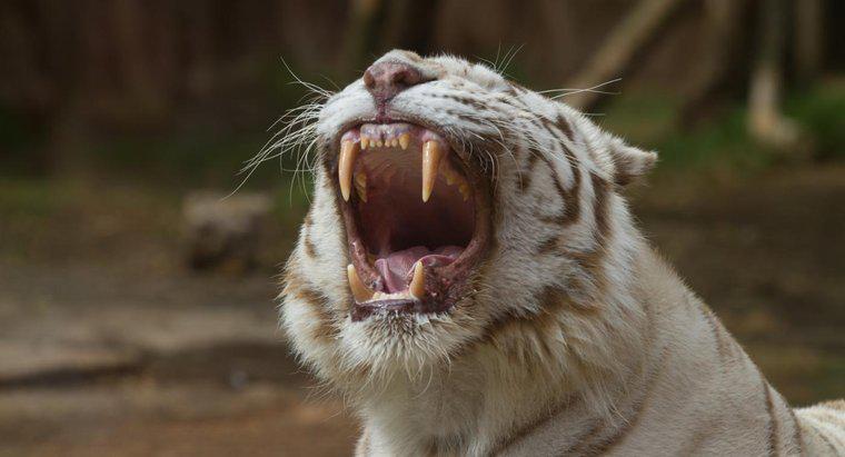 ¿Qué comen los tigres blancos?