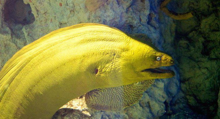 ¿Qué es una anguila de moray de agua dulce?