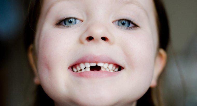¿Cuál es la función de un diente incisivo?