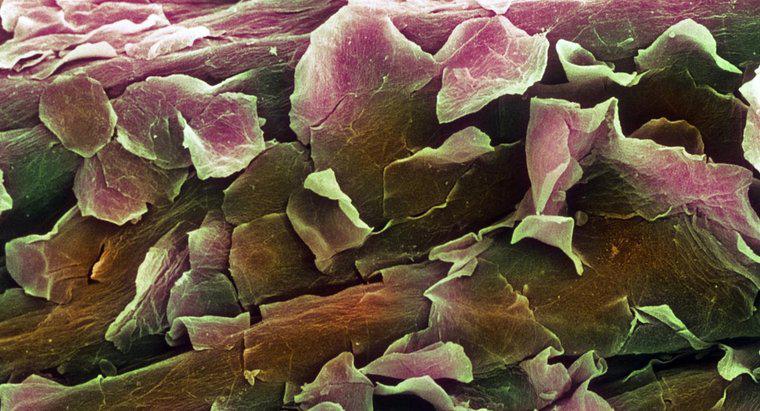 ¿Cuál es la función de la capa de células de la dermis?
