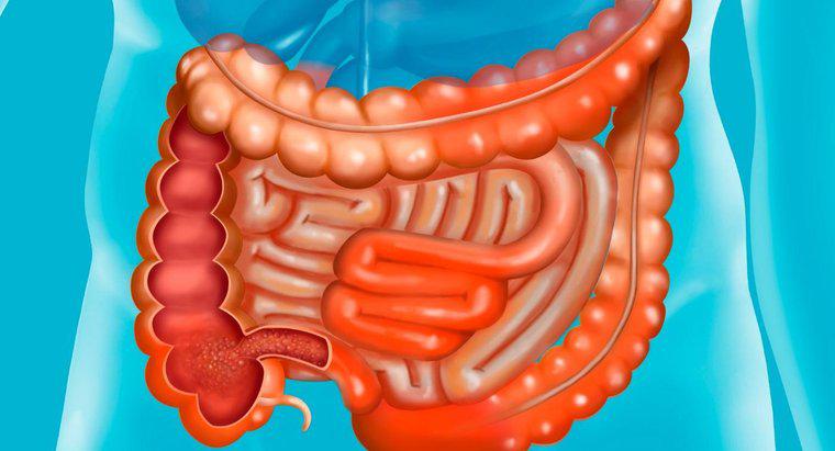 ¿Cuáles son los nombres de las partes del intestino delgado?
