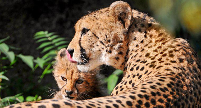 ¿Cómo crían los guepardos a sus crías?